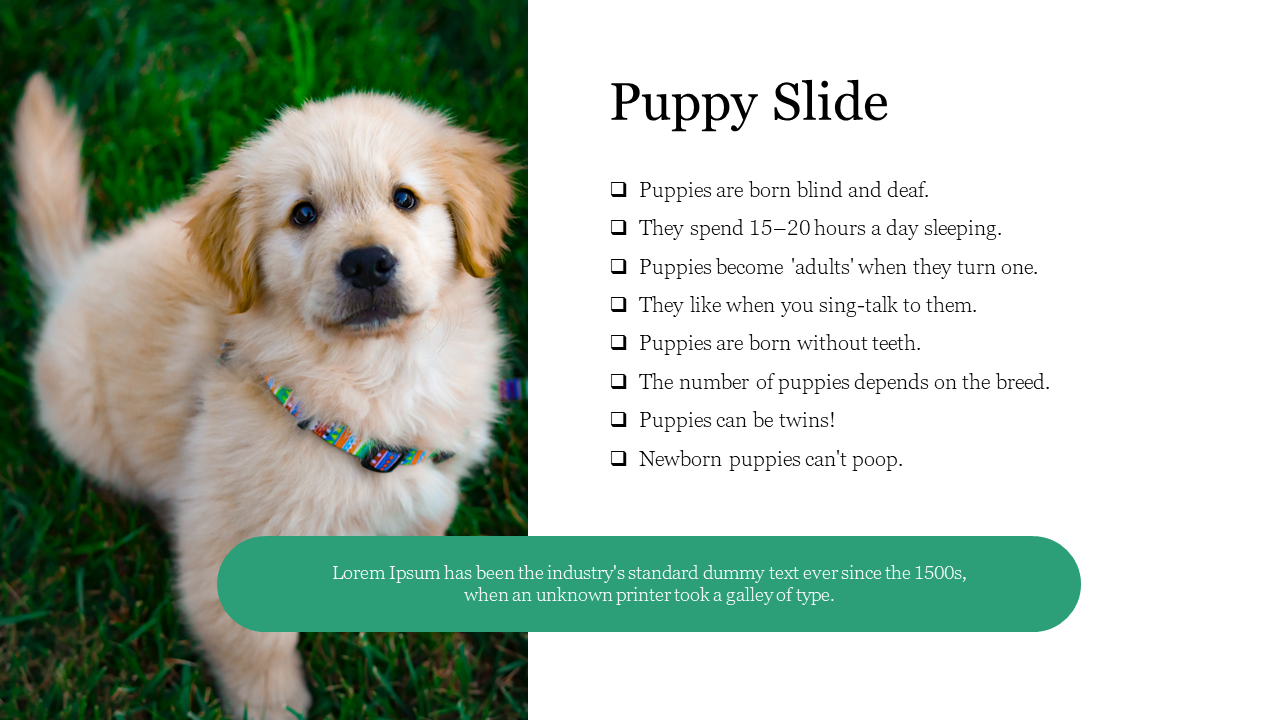 Puppy Slide